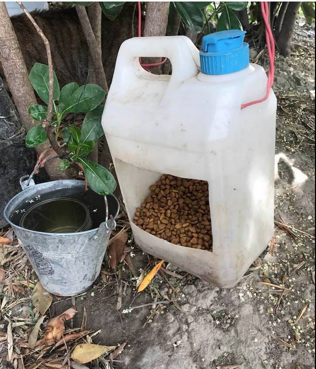 Besoin de bénévoles nourrisseurs