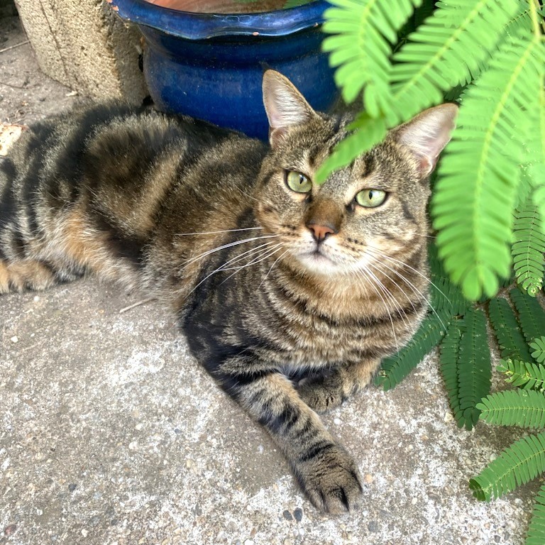 Ubu, 8 ans, tigré aux yeux verts