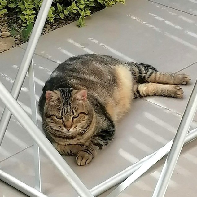 Frida, 7 ans, tigrée