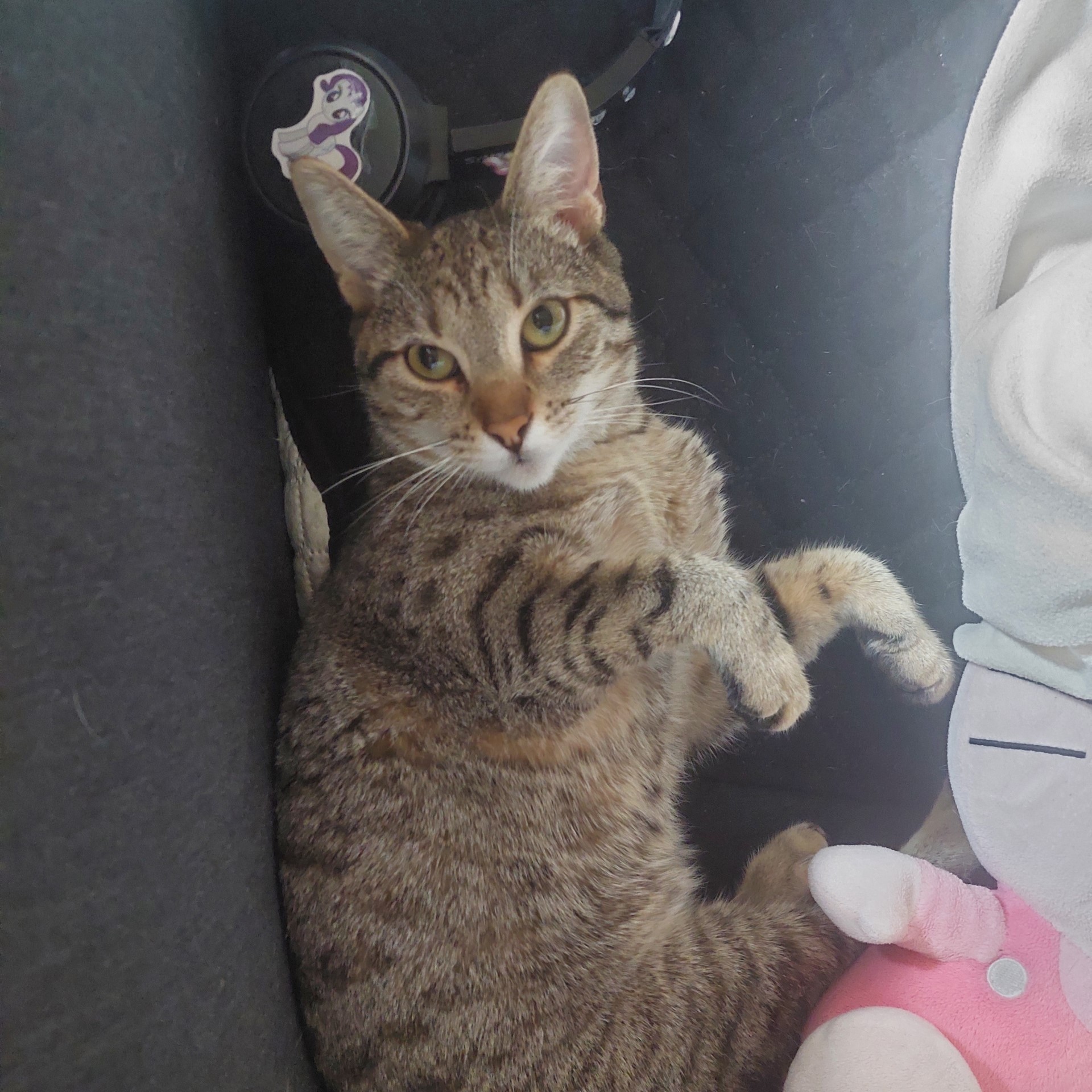 Jiji, 18 mois, pelage tabby