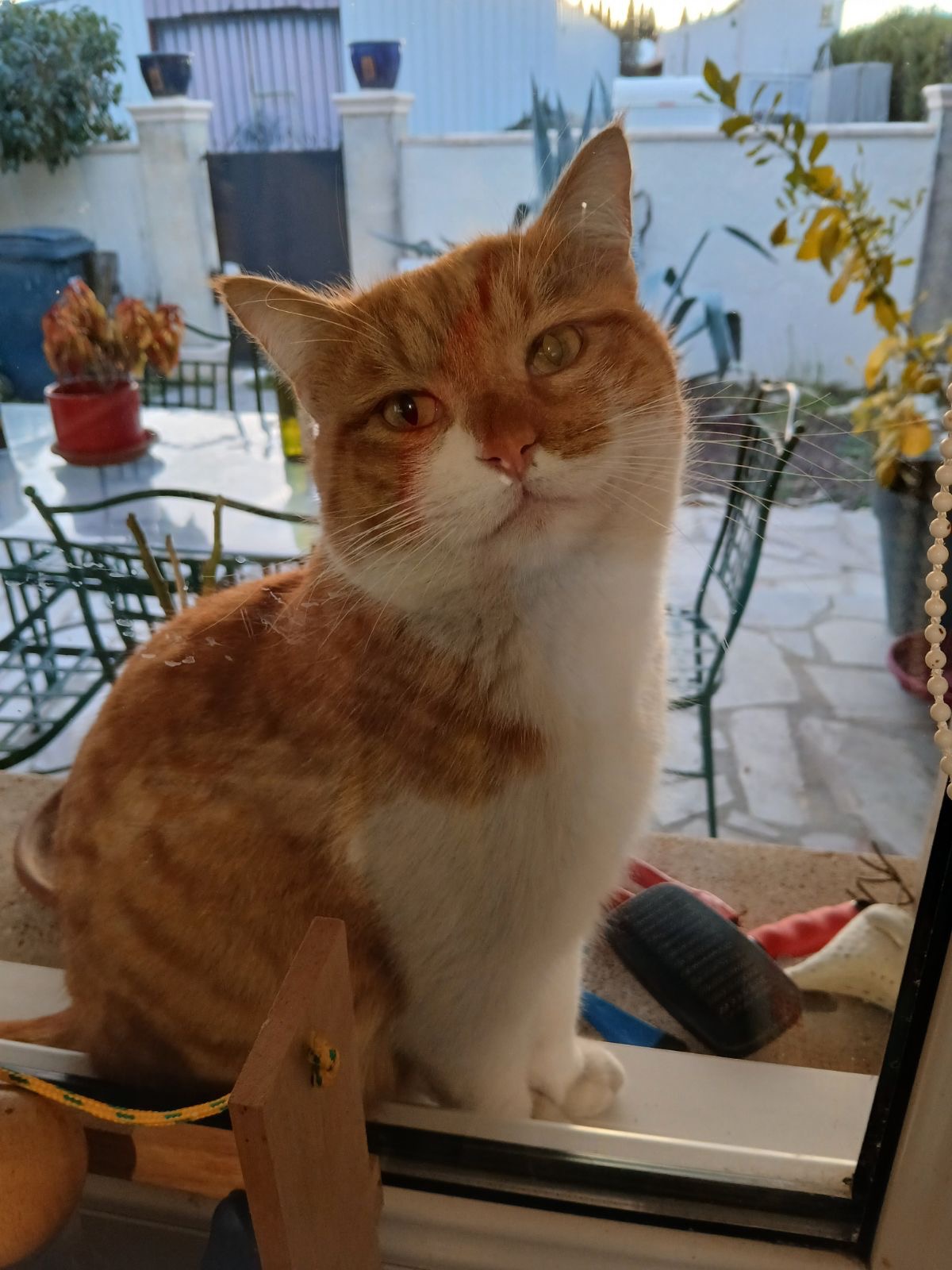 Séraphin, 3 ans, roux et blanc