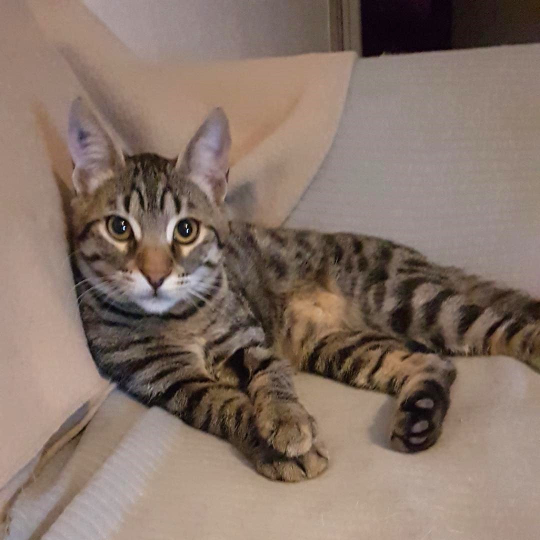 Vismy, 19 mois, pelage spotted tabby brown