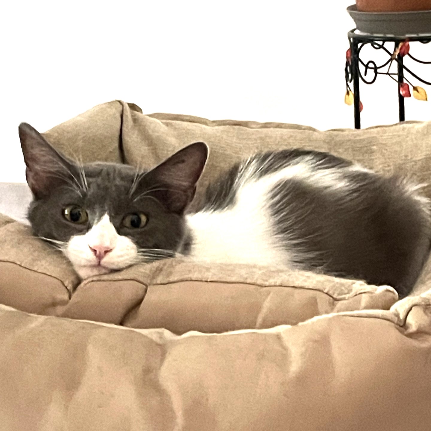 Opale, 18 mois, grise et blanche