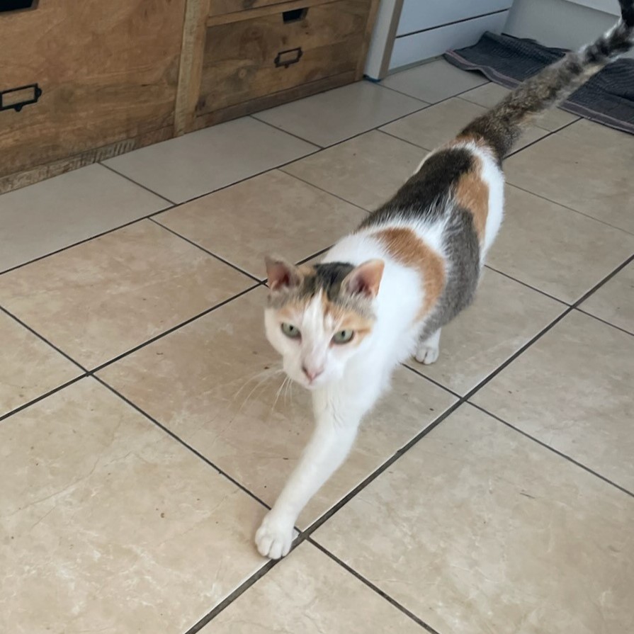 Bella, 4 ans, tricolore