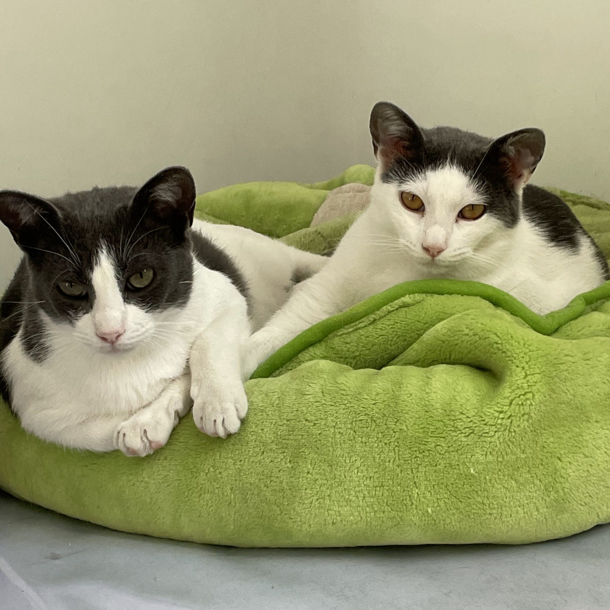Aldo et Alma, 10 mois, gris chartreux et blancs, adoptables ensemble