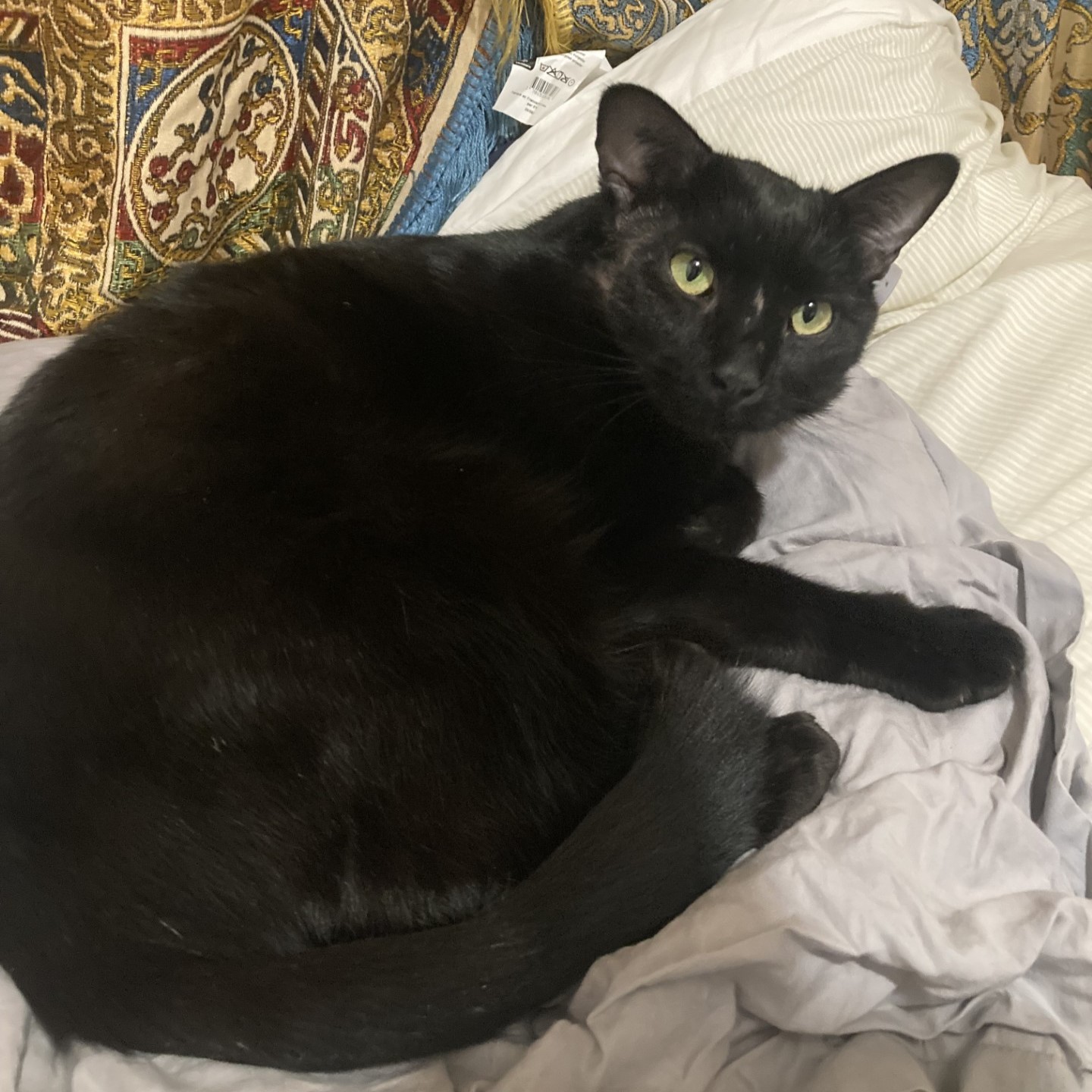 Sauvetage – Lino, 2 ans, noir