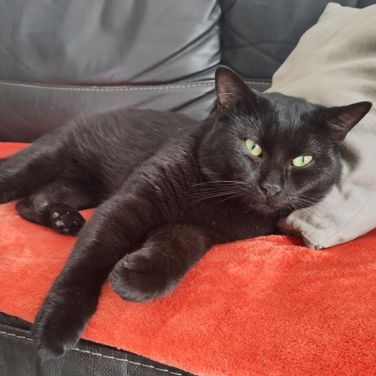 Alucard, jeune chat noir