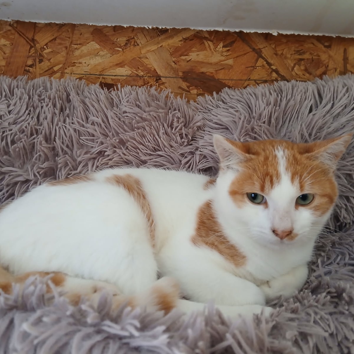 Falco, 7 mois, roux et blanc