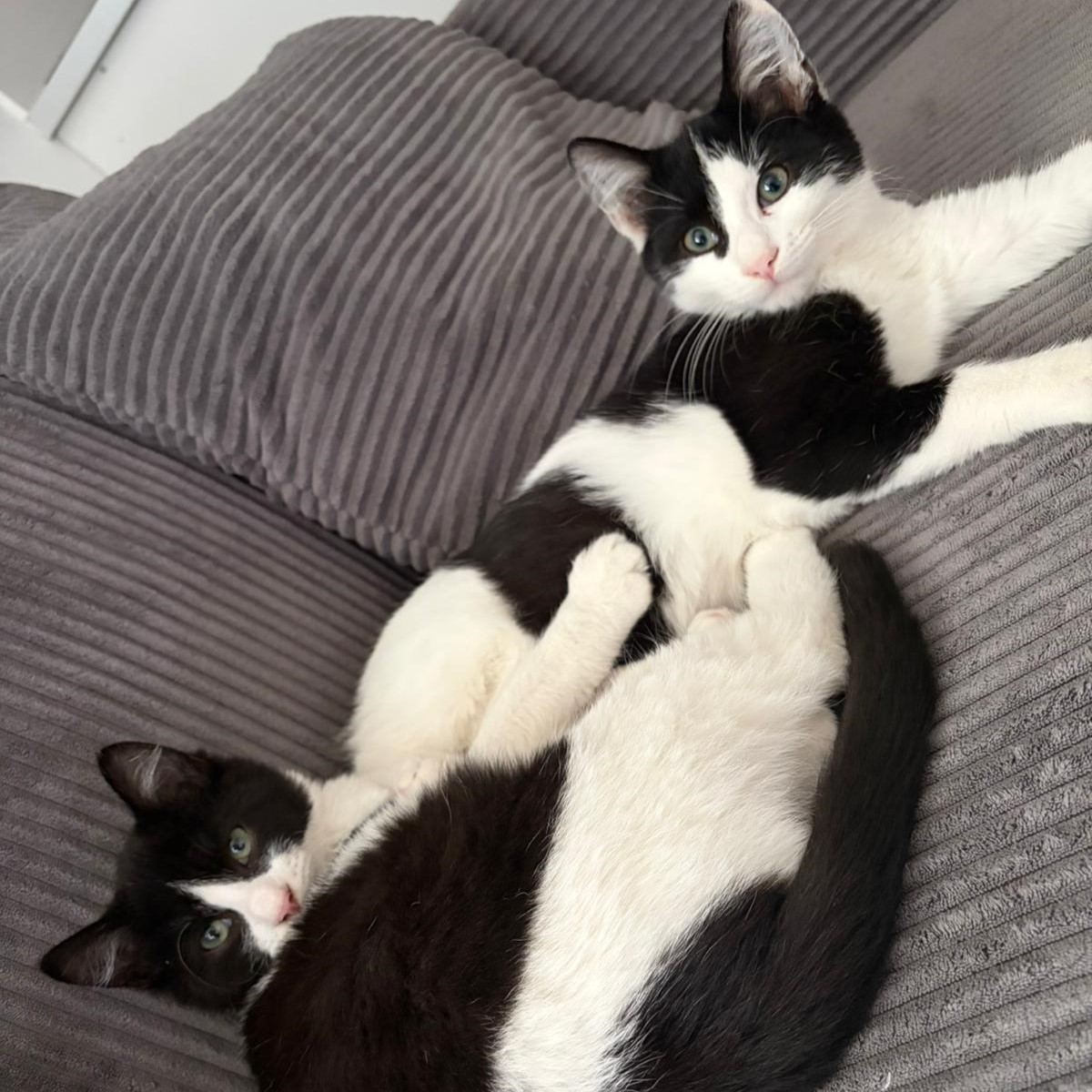 Félix et Oréo, 5 mois, inséparables, adoptables ensemble