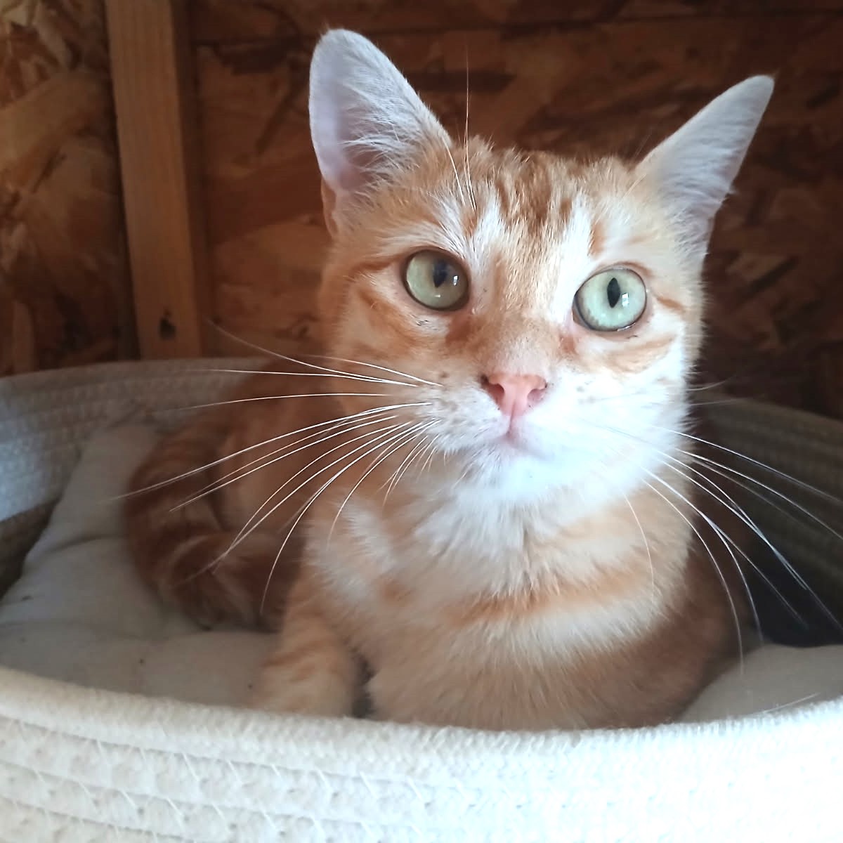 Arya, 7 mois, tigrée rousse