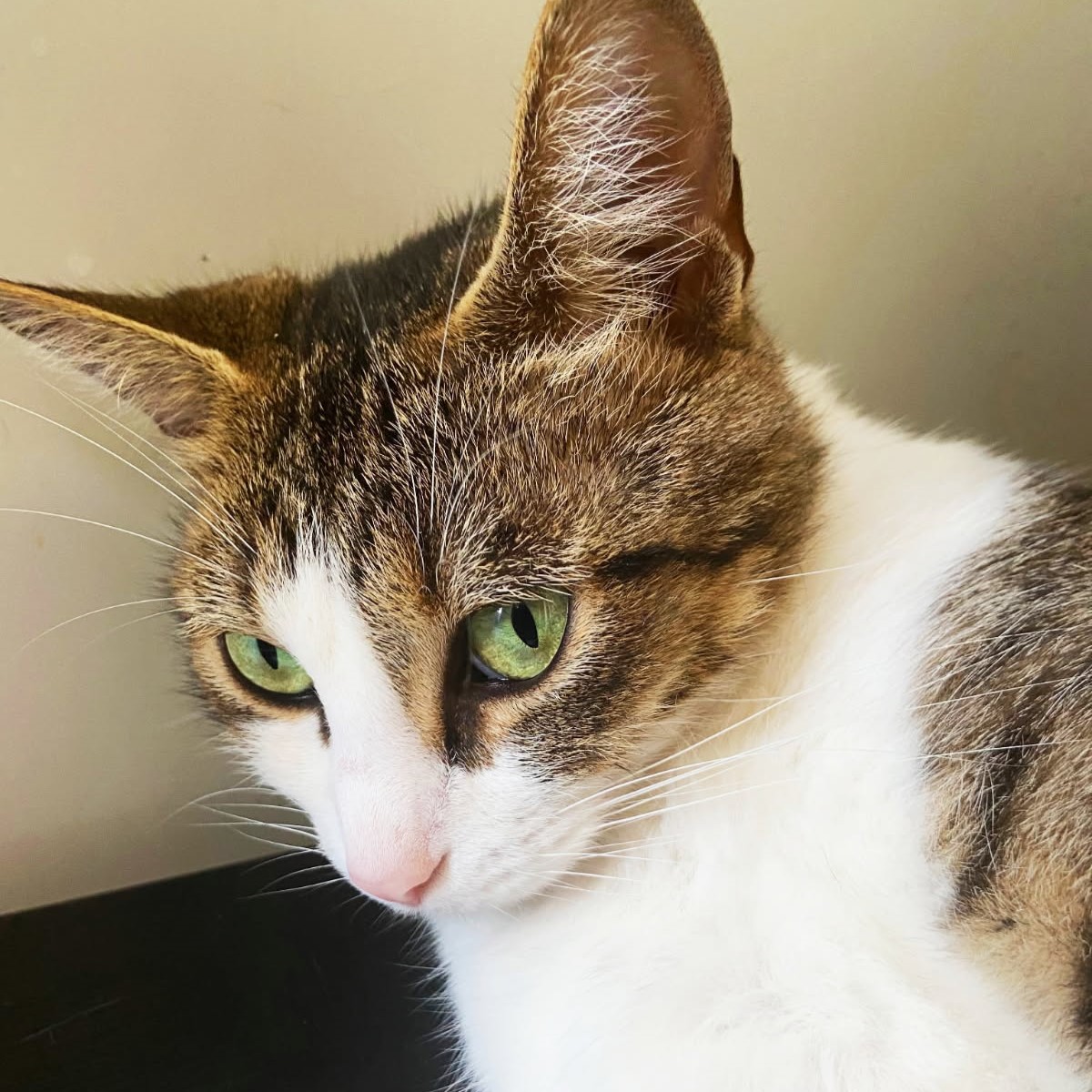 Paloma, 6 ans, tabby et blanche