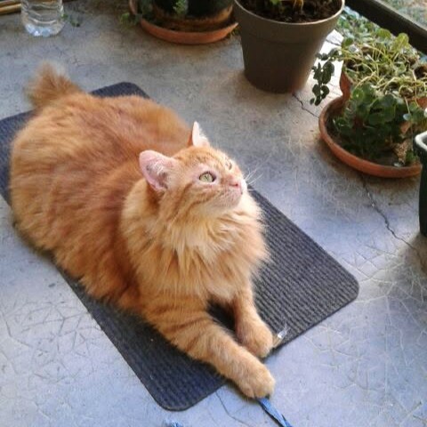 URGENT – Poupette, 2/3 ans environ, rousse aux poils longs, recherche une famille d&rsquo;accueil ou adoptante