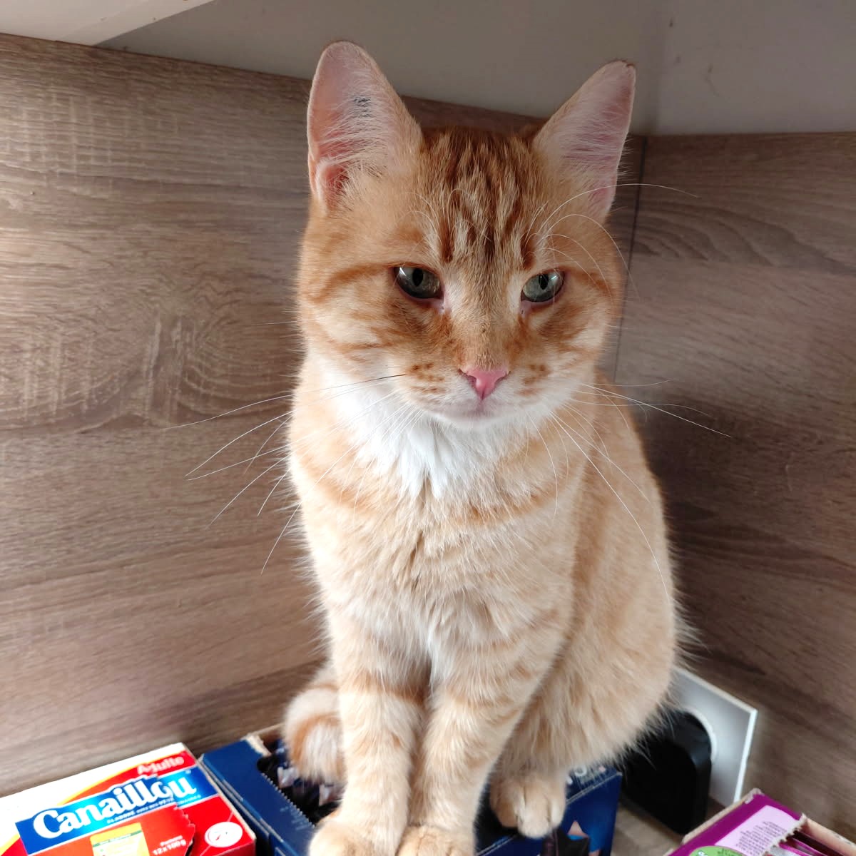 Robin, 2 ans, tigré roux et blanc