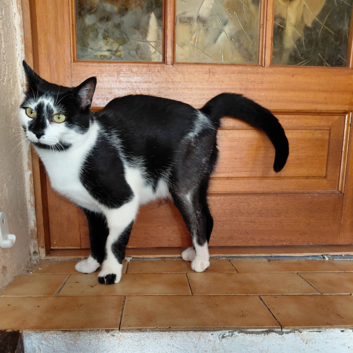 Streia, 1 an et demi, pelage noir et blanc