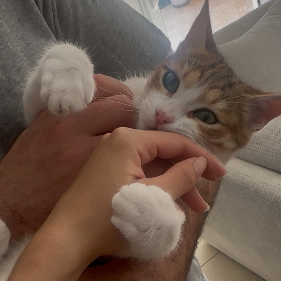Titinou, 6 mois, tabby et blanc