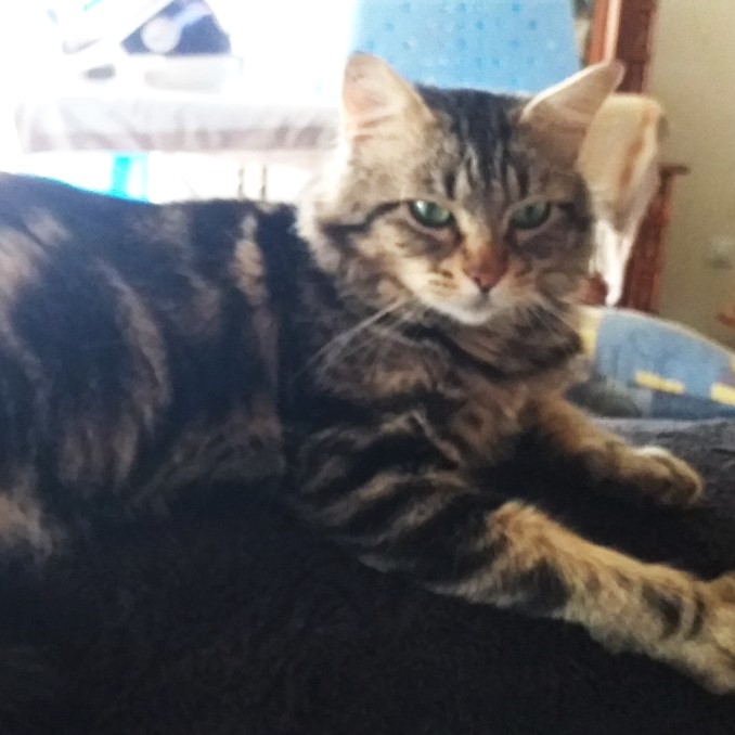 Alya, 1 an environ, pelage marbré, poils mi-longs