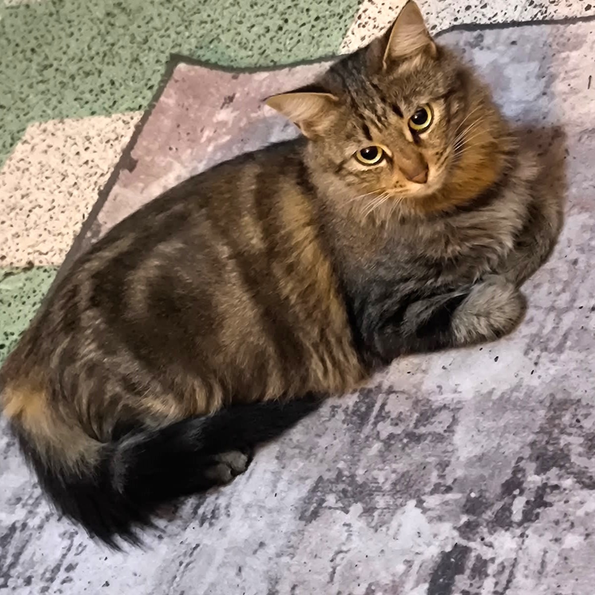 Ysée, 1 an environ, pelage marbré, poils mi-longs