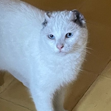 Castille, 6 ans environ, chatte d&rsquo;appartement
