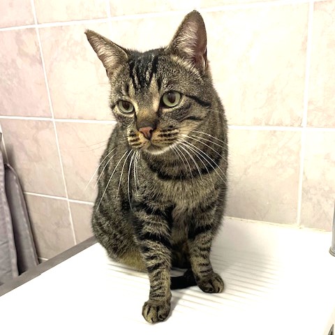 Smoky, 3 ans, pelage tigré foncé